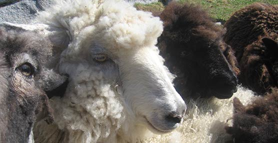 sheep-closeup.jpg
